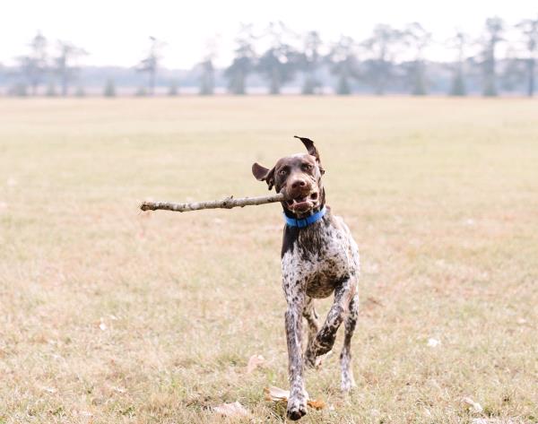 /Images/uploads/Southeast German Shorthaired Pointer Rescue/segspcalendarcontest2018/entries/8749thumb.jpg